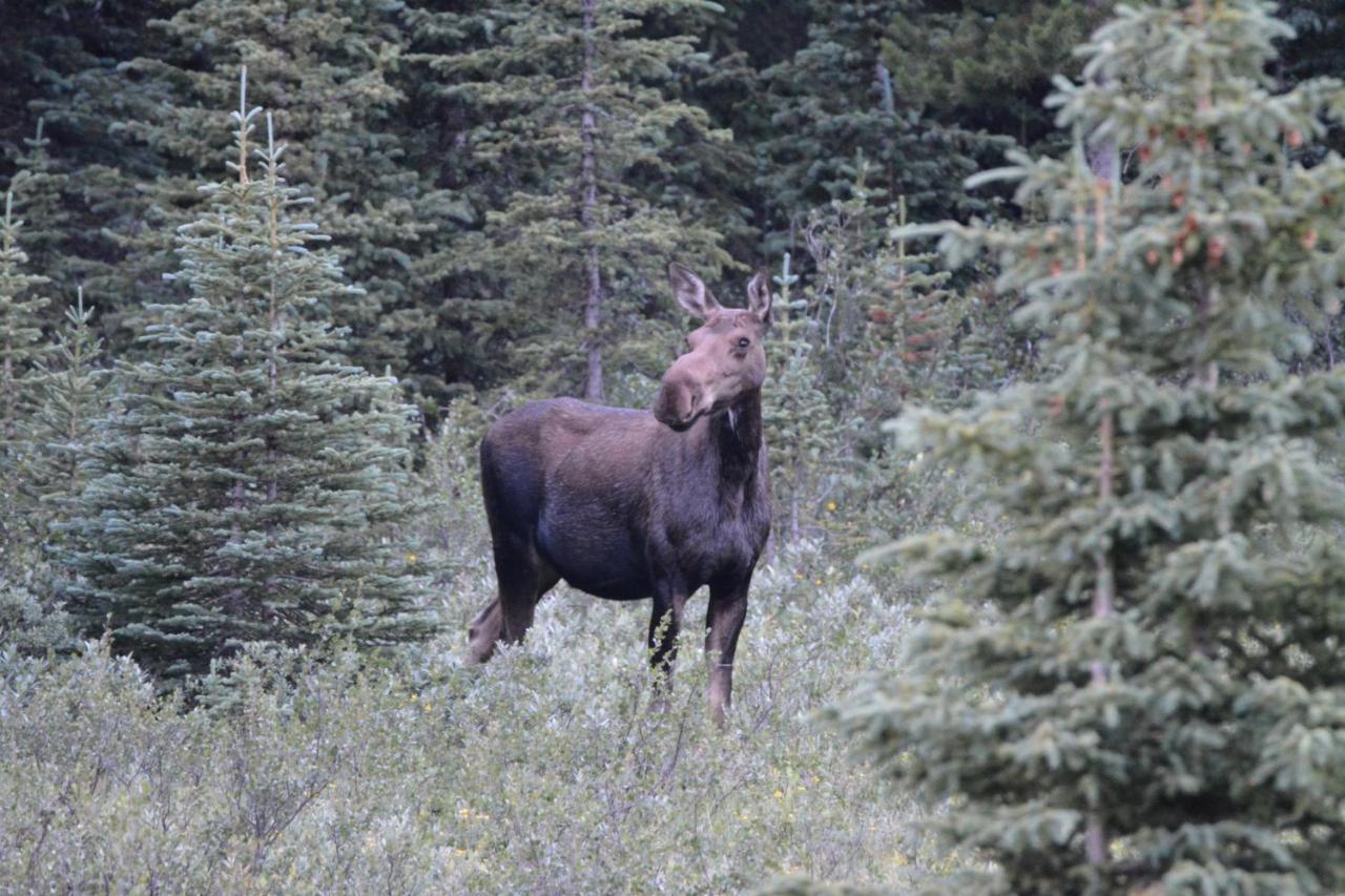 Newly Renovated Grizzly Lodge, Spacious 3Br 2Ba With Open Pool, Hot Tub Canmore Buitenkant foto